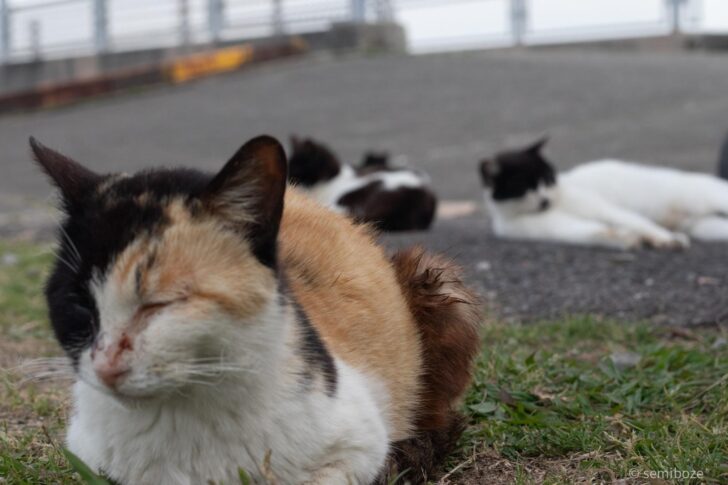 多度津港から1時間で行ける猫の佐柳島