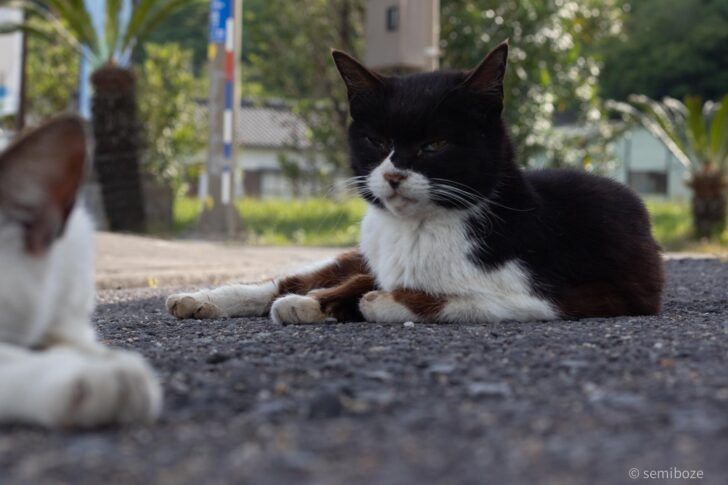 多度津港から1時間で行ける猫の佐柳島